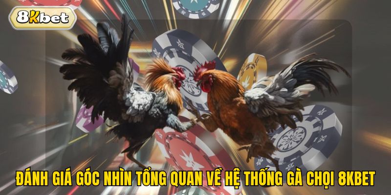 Đánh giá góc nhìn tổng quan về hệ thống gà chọi 8kbet