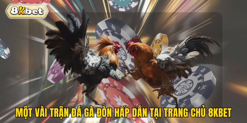 Một vài trận đá gà đòn hấp dẫn tại trang chủ 8kbet
